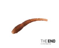 V�ce informac� o v�robku Vlasov� rovn�tko wormer 6ks